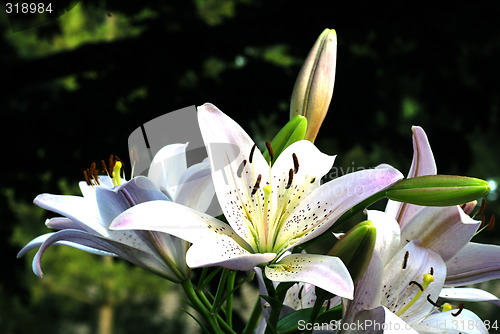 Image of Day Lillies