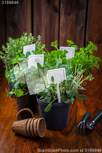 Image of Planting herbs