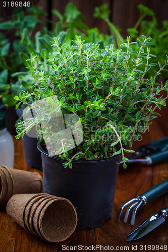 Image of Planting herbs