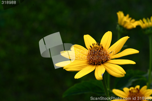 Image of SunFlower