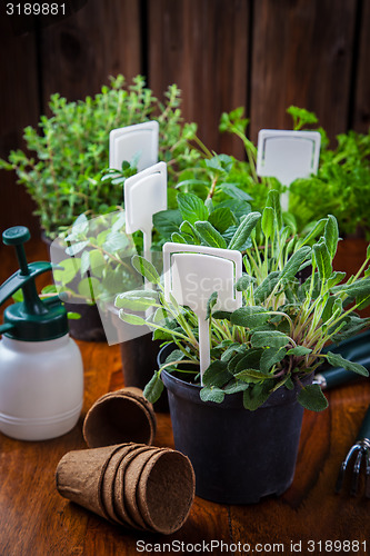 Image of Planting herbs