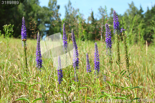 Image of Veronica spicata