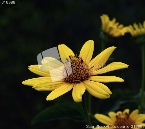Image of Sun flower