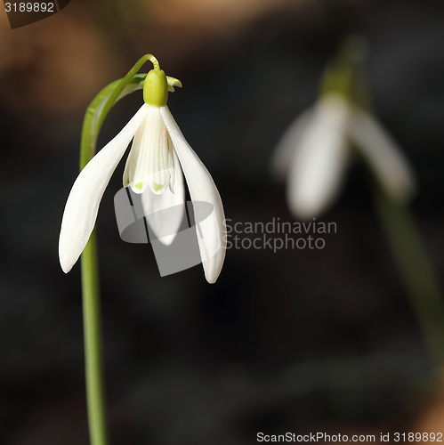 Image of Snowdrop