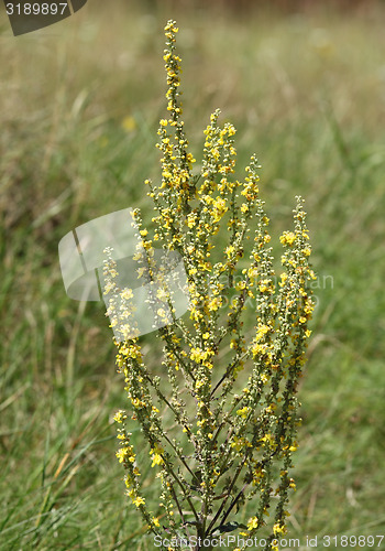 Image of Mullein