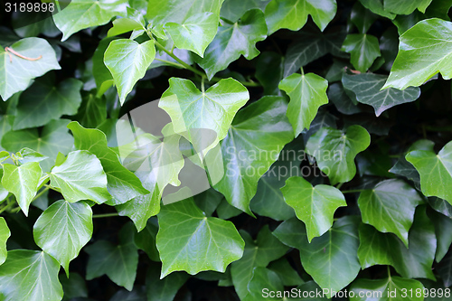 Image of Ivy