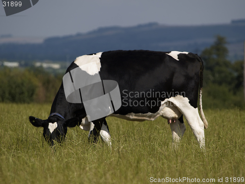 Image of Grazing