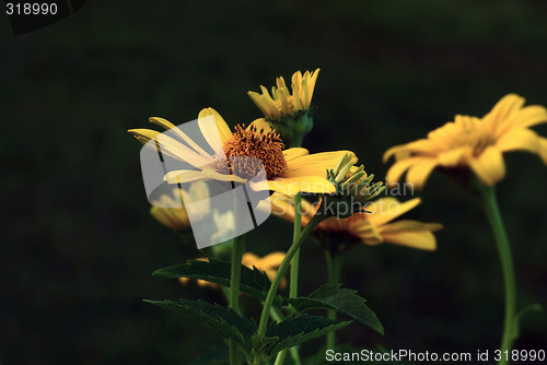 Image of Sun flower