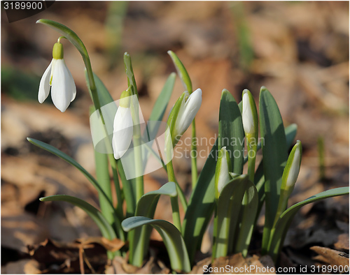 Image of Snowdrops