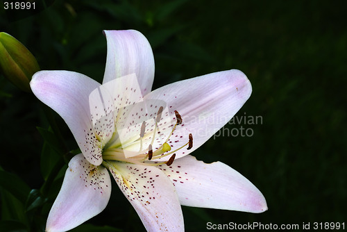 Image of day Lily
