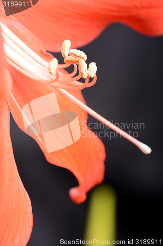 Image of beautiful pink gladiolus, close up