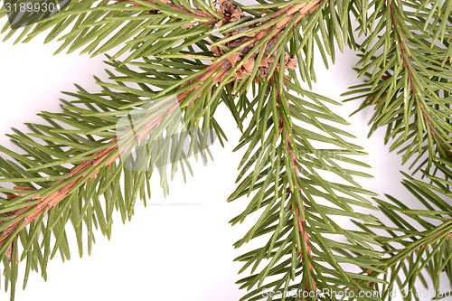 Image of Christmas green framework isolated on white background