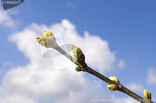 Image of Green shot of a tree