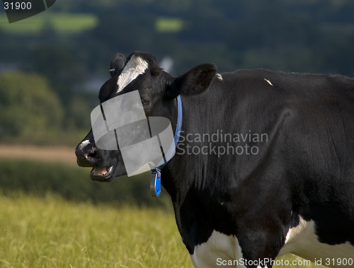 Image of Mooo