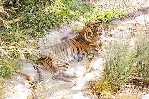 Image of Siberian Tiger Resting in the Cool Stream