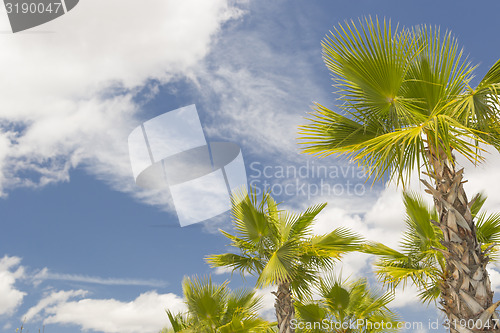 Image of Majestic Tropical Palm Trees Against Blue Sky and Clouds