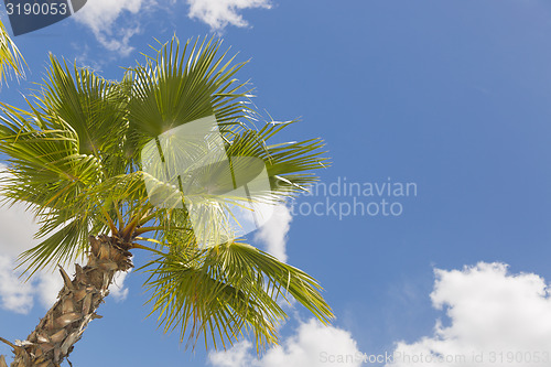 Image of Majestic Tropical Palm Trees Against Blue Sky and Clouds