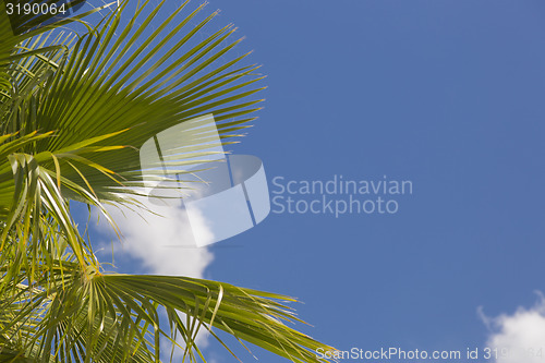 Image of Majestic Tropical Palm Trees Against Blue Sky and Clouds