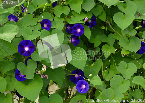 Image of Violets