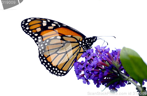 Image of Monarch Butterfly