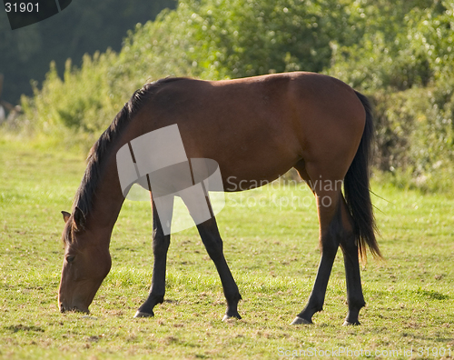 Image of Adult Horse