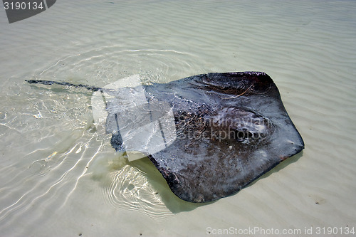 Image of Manta in the water