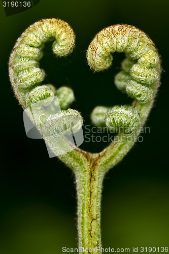 Image of felce in love