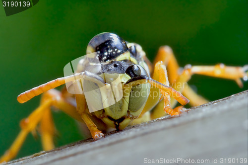 Image of Hymenopterans