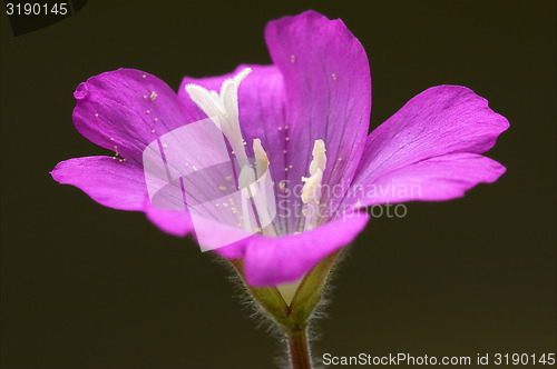 Image of violet and brown