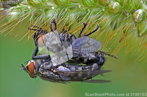 Image of fly in love