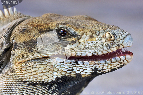 Image of eye of iguana
