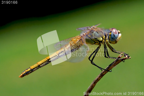 Image of yellow dragonfly