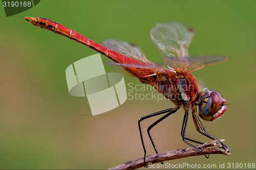 Image of red dragonfly
