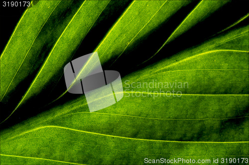 Image of green leaf