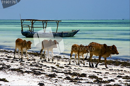 Image of cow in zanzibar