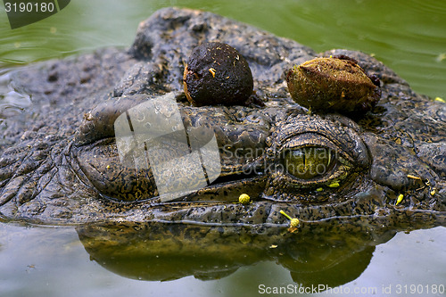 Image of eye of crocodile