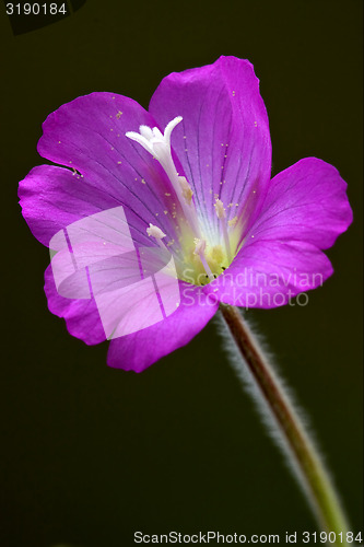 Image of violet and black