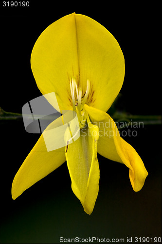 Image of Cytisus Scoparius