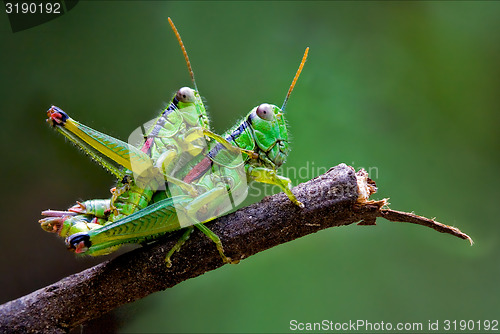 Image of true love of grasshoppers