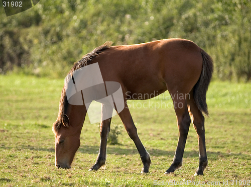 Image of Foal