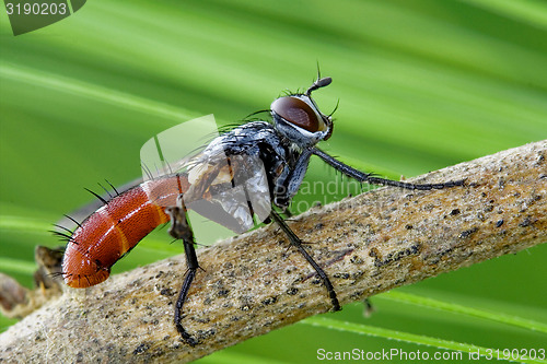 Image of Tochinidae Cylindromia