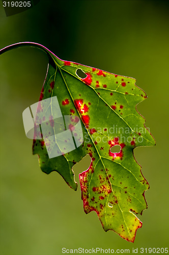 Image of leaf