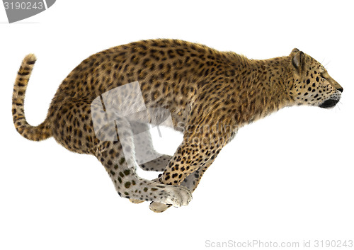 Image of Leopard