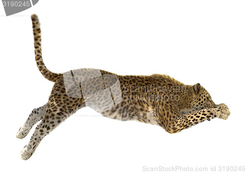 Image of Leopard