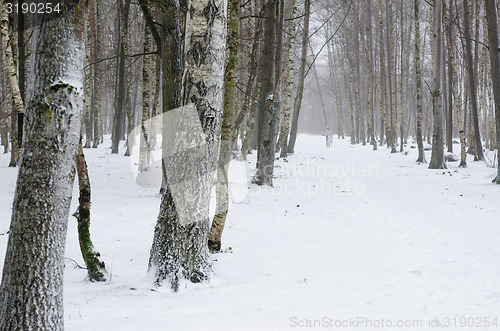 Image of Woman with dog walking down the avenue in the winter.