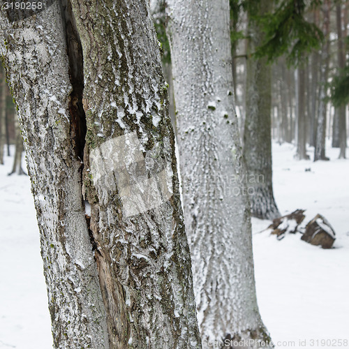 Image of Snow covered tree trunks. Winter alley  