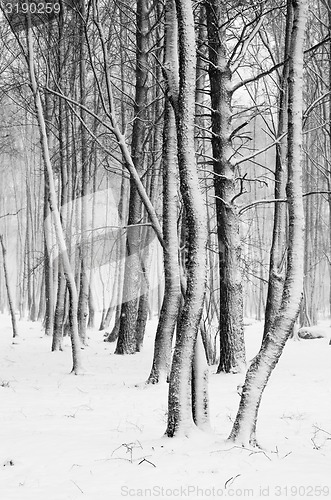 Image of Snow covered tree trunks close-up  