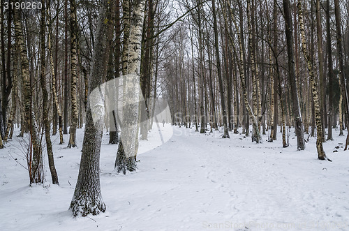 Image of Snow covered tree trunks. Winter alley  