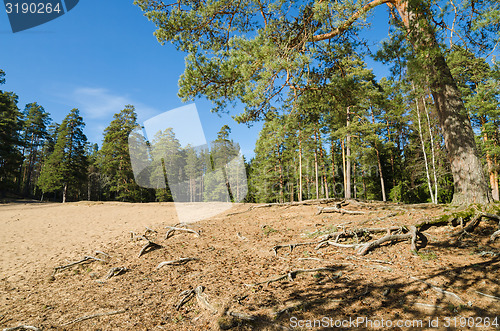 Image of Spring landscape in a Baltic wood