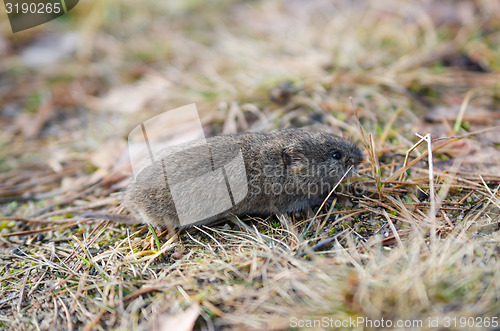 Image of Mouse vole, close-up